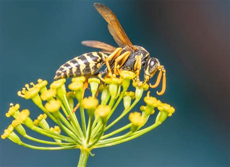 Hornet sting: symptoms, treatments, allergy – Archyde