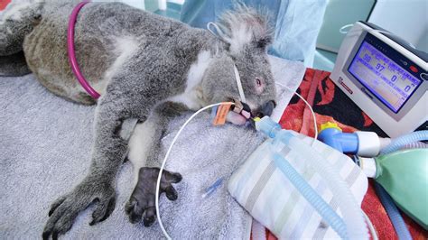 Kids News: Scientists start vaccinating koalas to save them from the deadly disease chlamydia ...