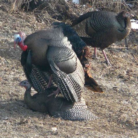 Wild Turkeys Mating | Naturally Curious with Mary Holland