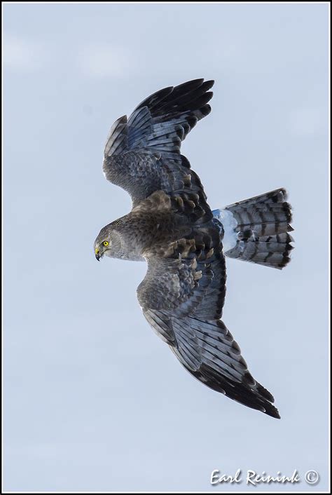 more Northern Harrier Hawks | Animals beautiful, Backyard birds, Bald eagle