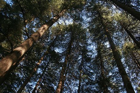 Tree of the Month: Deodar Cedar - Casey Trees