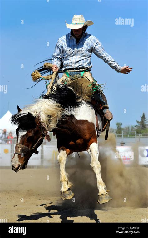 A cowboy riding a bucking horse at a rodeo saddle bronc riding event Stock Photo - Alamy