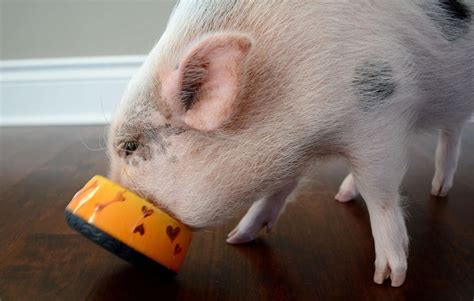 What It's Like Having a Mini Pet Pig - Caring for Miniature Pigs