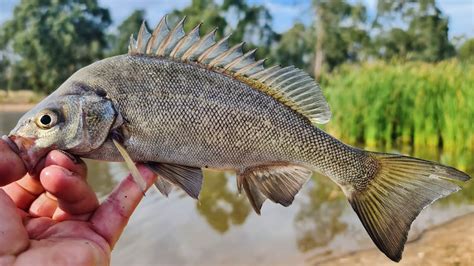 I caught my biggest Silver Perch fishing at Arboretum Dam - YouTube