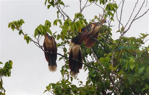 Pampas Wildlife Tour from Rurrenabaque - 3 Days - Travexplora