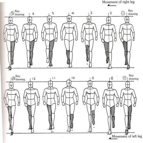 Answers about Animation for Fans!, Human walk cycle, front view ...