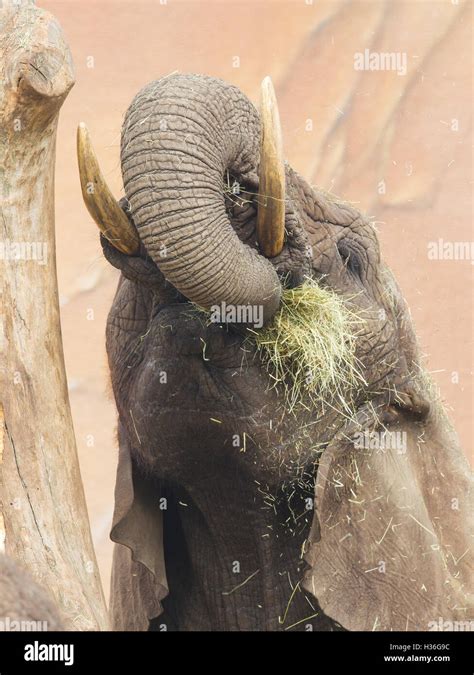 Elephant eating grass Stock Photo - Alamy