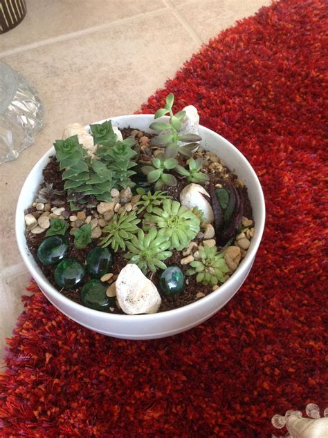 Succulent dish garden Dish Garden, Succulents, Dishes, Plants, Home Decor, Decoration Home, Room ...