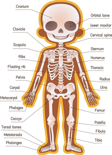 Human skeleton illustration for children 3391818 Vector Art at Vecteezy