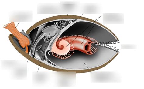 Brachiopod Body Plan Diagram | Quizlet