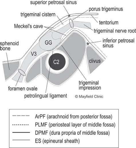 3 Anatomy and Biology of the Leptomeninges | Neupsy Key