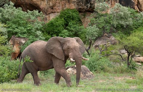 Mapungubwe NP Wildlife Photos – Images & Pictures