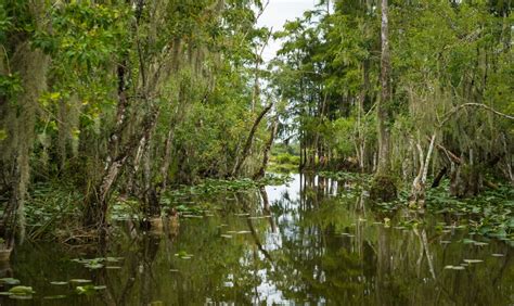 Full Day Everglades Tour (8 hour) | Everglades Excursions & Tours | Naples, FL