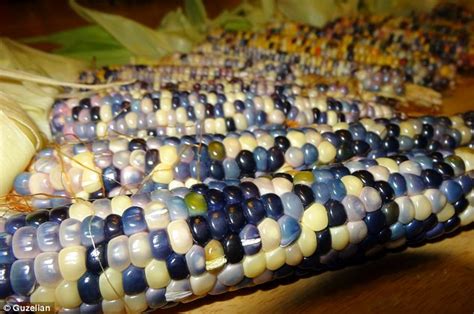 US Farmer Grows Multi-coloured Corn (Pictures) - Food - Nigeria