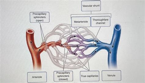 Solved Vascular shunt | Chegg.com