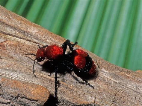 Red Velvet Ant Facts, Sting, Size, Habitat, Lifespan, Pictures