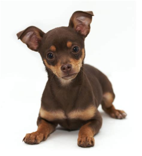 Tan and brown rat terrier chihuahua puppy.PNG (3 comments)