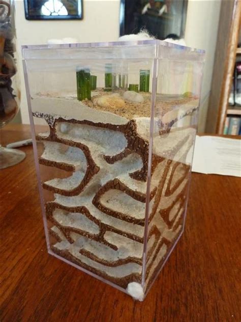 17 best images about DIY Ant Farm on Pinterest | Formicarium, E books and Homemade