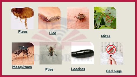 8 Examples of Ectoparasites