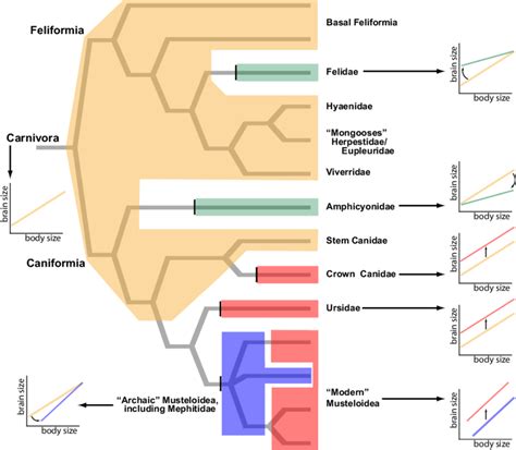 The evolution of carnivoran encephalization mapped onto the branching... | Download Scientific ...