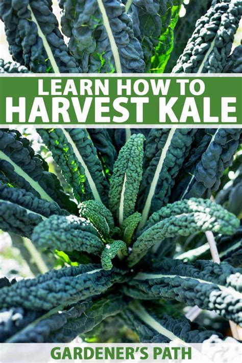 When and How to Harvest Kale | Gardener's Path