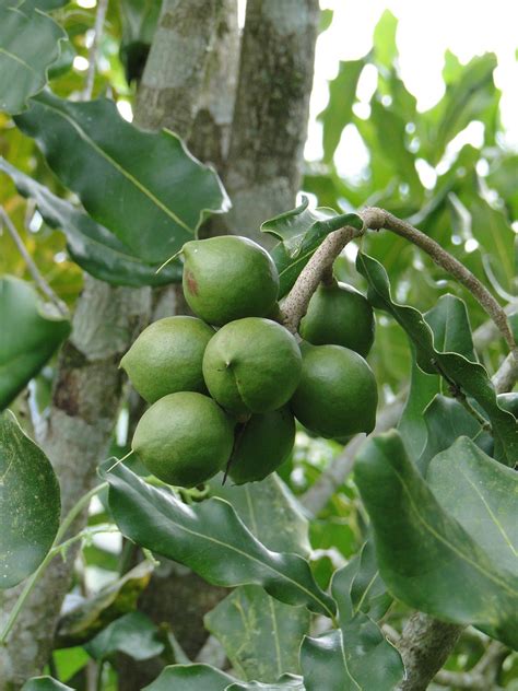 Macadamia Nut Trees for Sale - Buying & Growing Guide - Trees.com