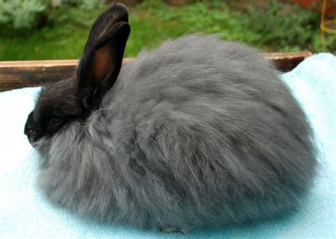 French Angora Rabbit Breed Information and Pictures - PetGuide.com ...