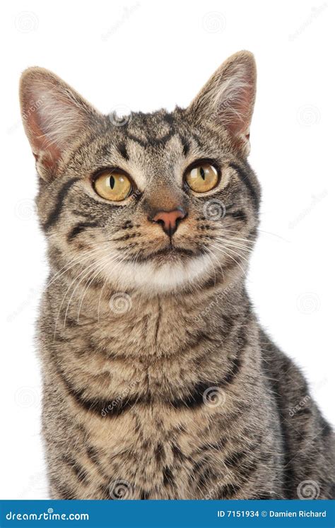 Wide eyed cat stock photo. Image of pets, face, friend - 7151934