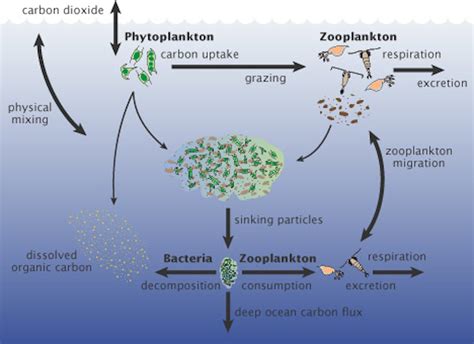 Tiny plankton drive processes in the ocean that capture twice as much carbon as scientists thought