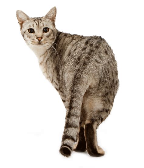 Ocicat Breeders Australia | Ocicat Info & kittens