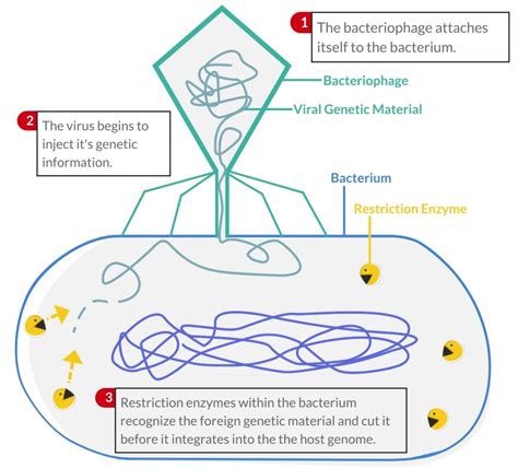 Restriction Enzymes: Origin, Functions & Applications - Biomed Guide