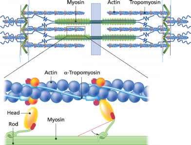 Actin Filaments - DNA and Proteins - Fossil Hunters