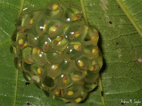 Glass frog eggs | Glass frog (Hyalinobatrachium fleischmanni… | Flickr