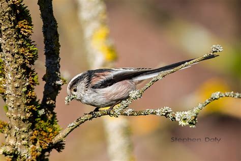 Black Forest Birds – Long-tailed Tit | Focusing on Wildlife