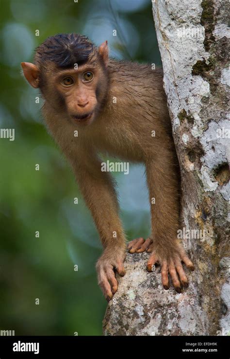 Pig Tailed Macaque monkey peering from behind a tree on the Kinabatangan river in Sabah Borneo ...