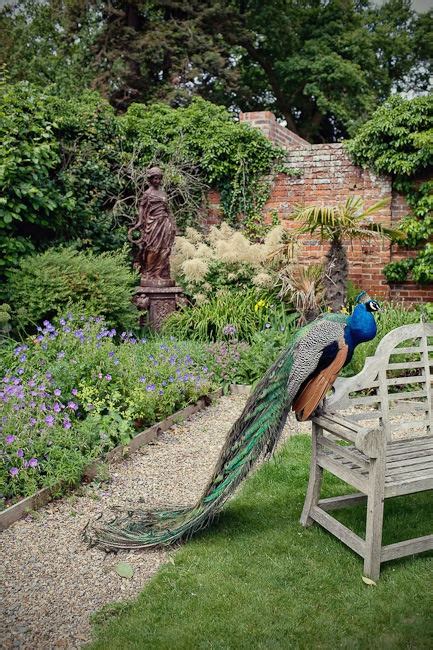 Beautiful scenery with the Peacock | Beautiful Peacocks | Pinterest | Beautiful, Peacocks and I want