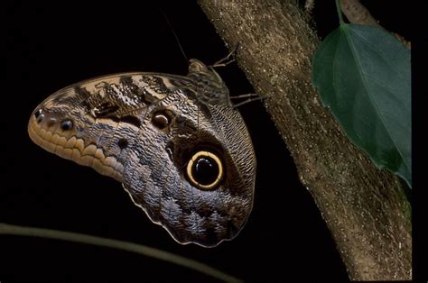 Tawny Owl Butterfly (Caligo Memnon) | Texas Discovery Gardens — Texas Discovery Gardens