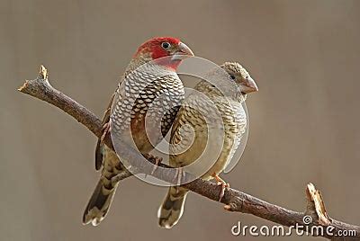 Red-headed Finches Stock Photo - Image: 7769300