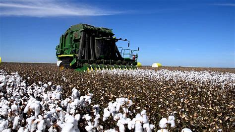 Cotton Picking Machine| Cotton Harvester – Faith Green – Medium