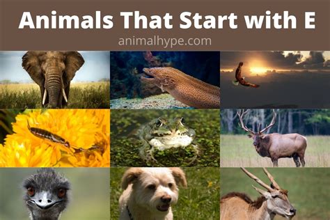 38 Animals that Start with E (Extraordinary List) - Animal Hype