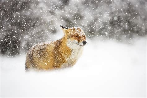 Fonds d'ecran Renards Hiver Neige Animaux télécharger photo