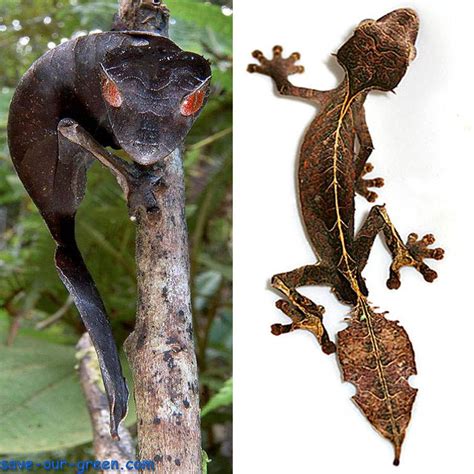 Satanic Leaf Tailed Gecko - Save Our Green