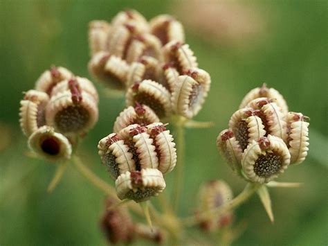 Flower Gallery :: Apiaceae :: 123_04