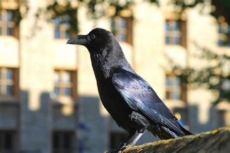 Three Baby Ravens Have Just Been Born At The Tower Of London