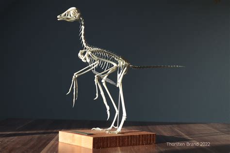 Archaeopteryx skeleton revisited - Paleo Re-creations - The Fossil Forum