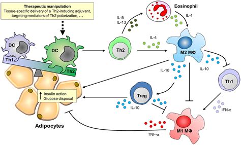 Frontiers | Priming Dendritic Cells for Th2 Polarization: Lessons Learned from Helminths and ...