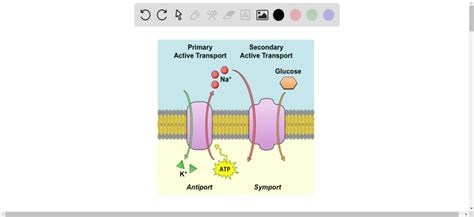 Primary Active Transport Diagram