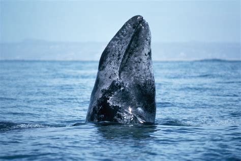 Gray whale guide: where they live, what they eat and why they're not named after the colour grey ...