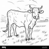 COLORING PAGE Of A Cow calf Cute Funny Character Linear Illustration  sketch template