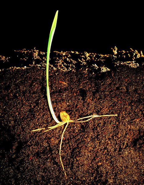 Germination Of Wheat Photograph by Adam Hart-davis/science Photo Library - Fine Art America